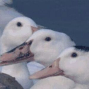 Meet your Posher, Asia